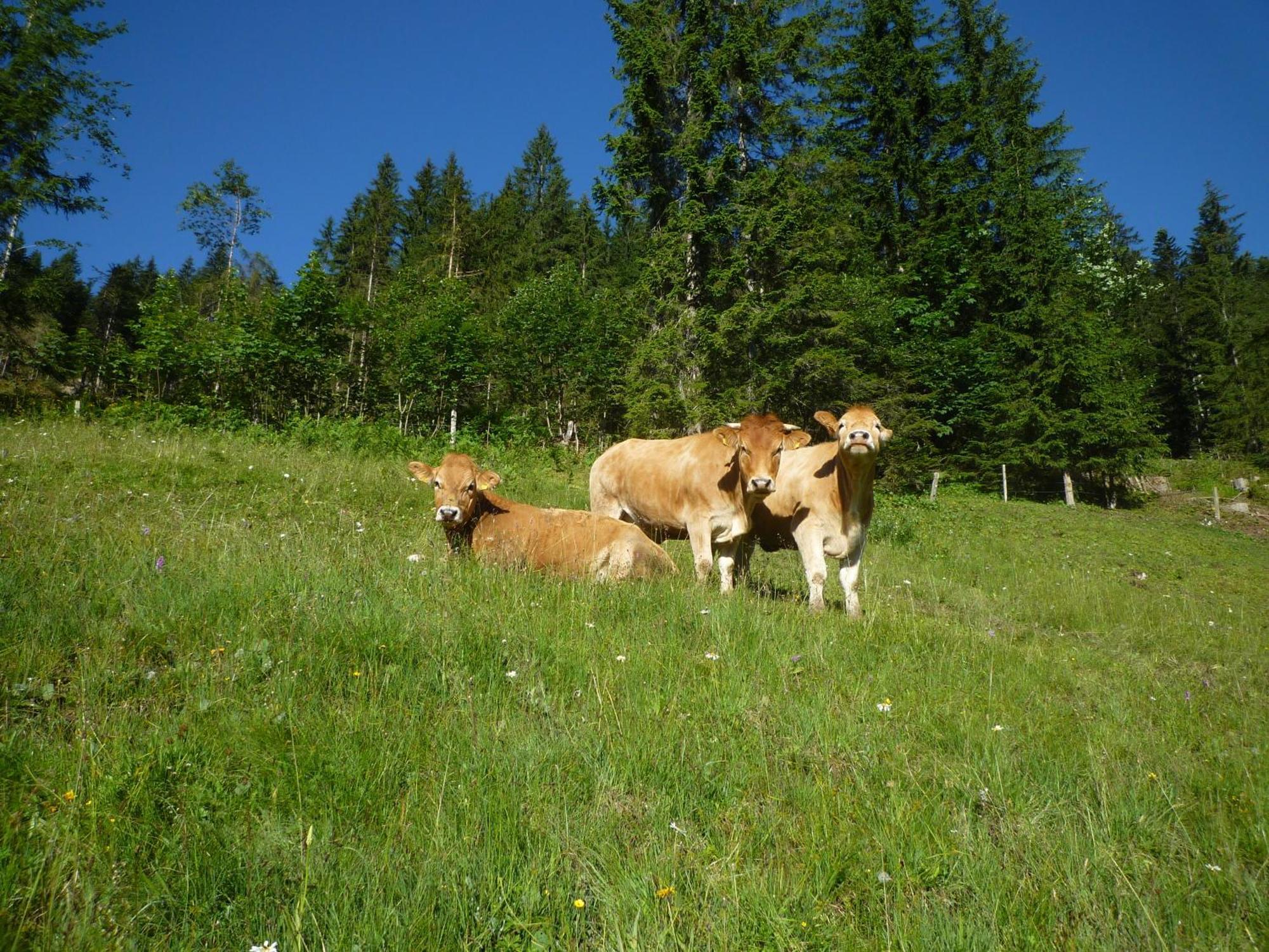 Forsterhof Villa Ramsau am Dachstein Eksteriør billede